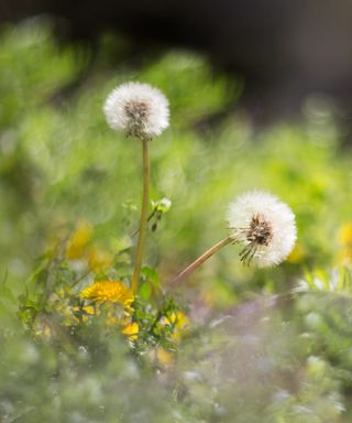 Two dandelions on meadow grassland in spring time