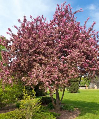 Crabapple tree covered with blossom in garden