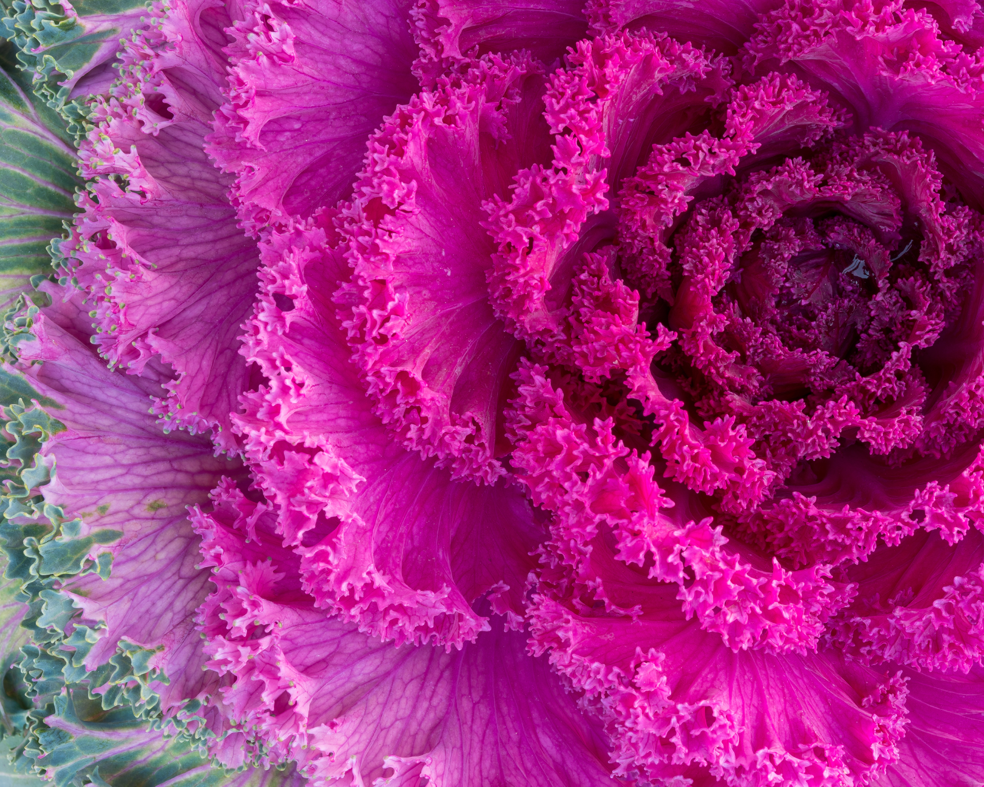 Pink flowering ornamental kale good for cool-season garden (spring, autumn, mild winter).