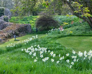 daffodils and spring bulbs naturalized in grass at Benington Lordship