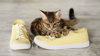 Cat and sneakers