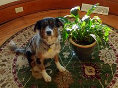 Dog Sitting Indoors Next To Potted Plant