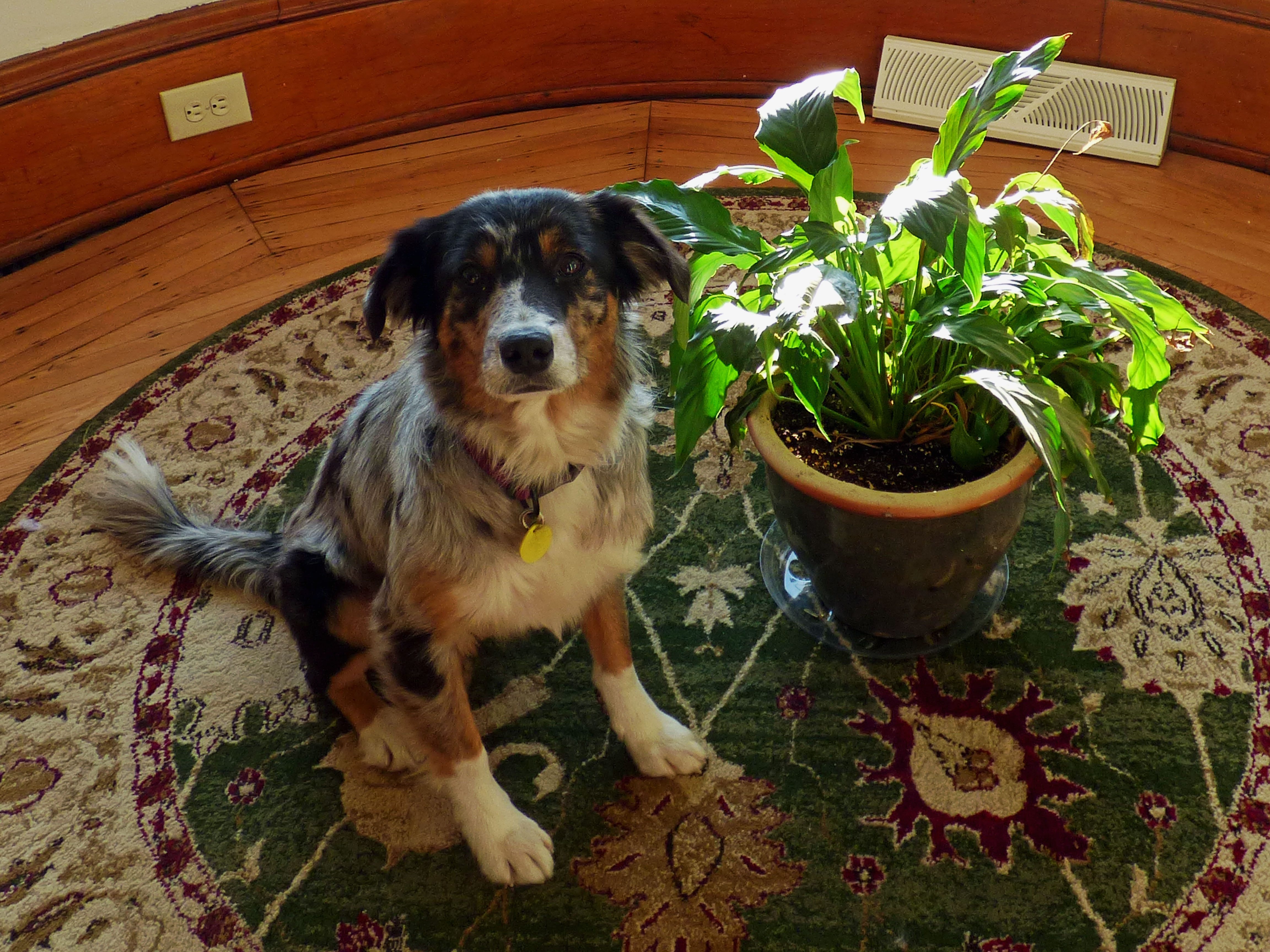 Dogs fashion and peace lily