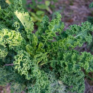 Kale plant growing in ground