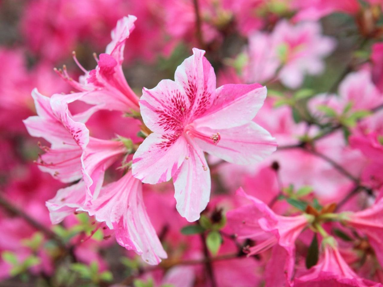 Close Up Of White and Pink Azalea Flowers