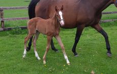 Cruising-clone-filly-foal-1.jpg