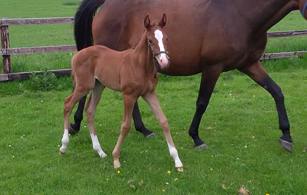 Cruising-clone-filly-foal-1.jpg