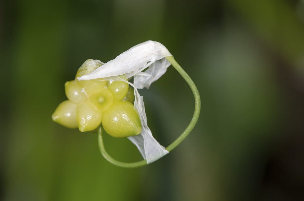 Garlic Plant Bulbils