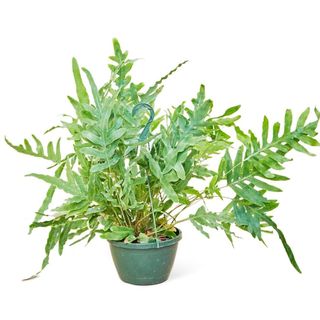 Blue Star Fern