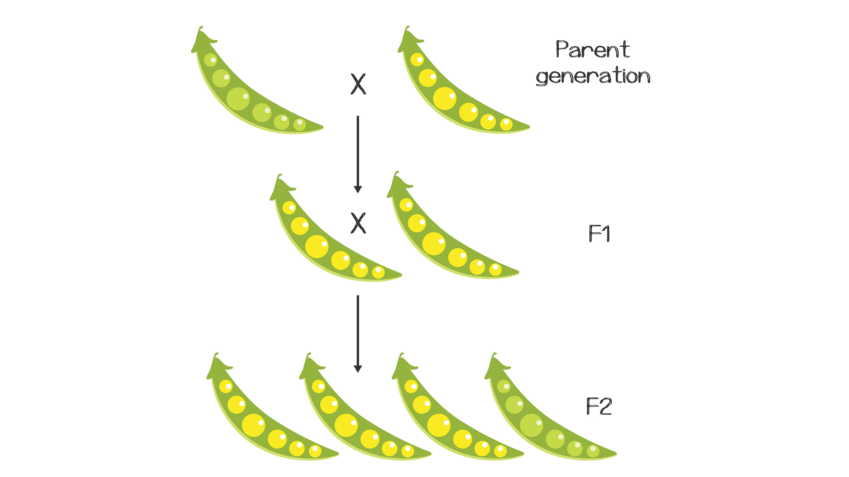 Mendelian Inheritance pea model.