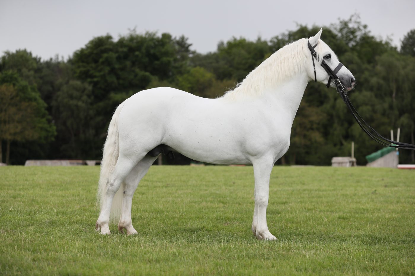 aniarcashel-e1563533321352.jpg