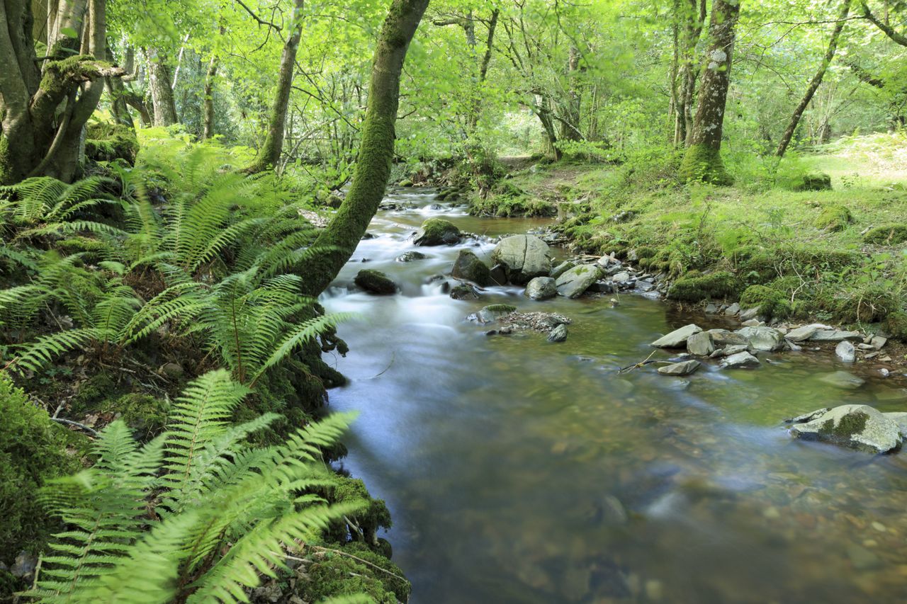 A stream through Horner Wood, Holnicote Estate, Somerset.