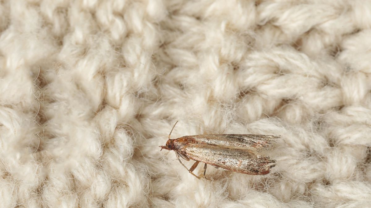 How to get rid of moths and protect your clothes | Tom's Guide