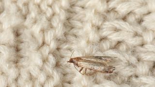 Clothes moth on white wool