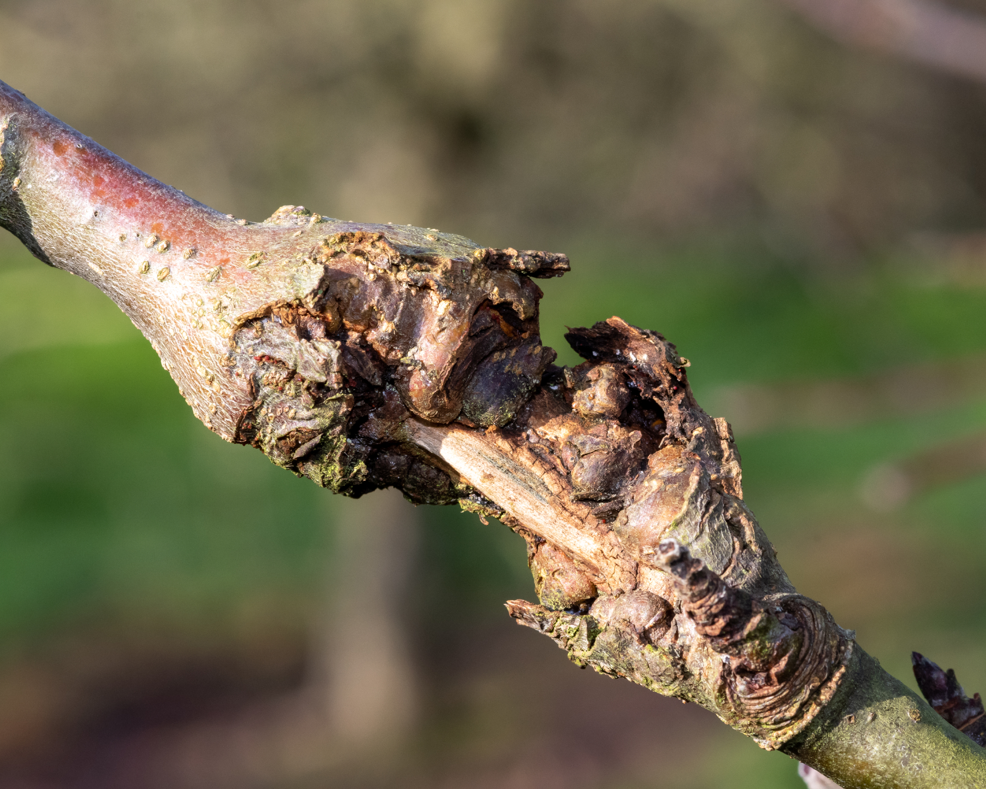 canker on an apple tree disease
