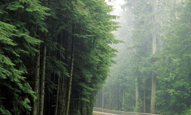 rainy pine trees