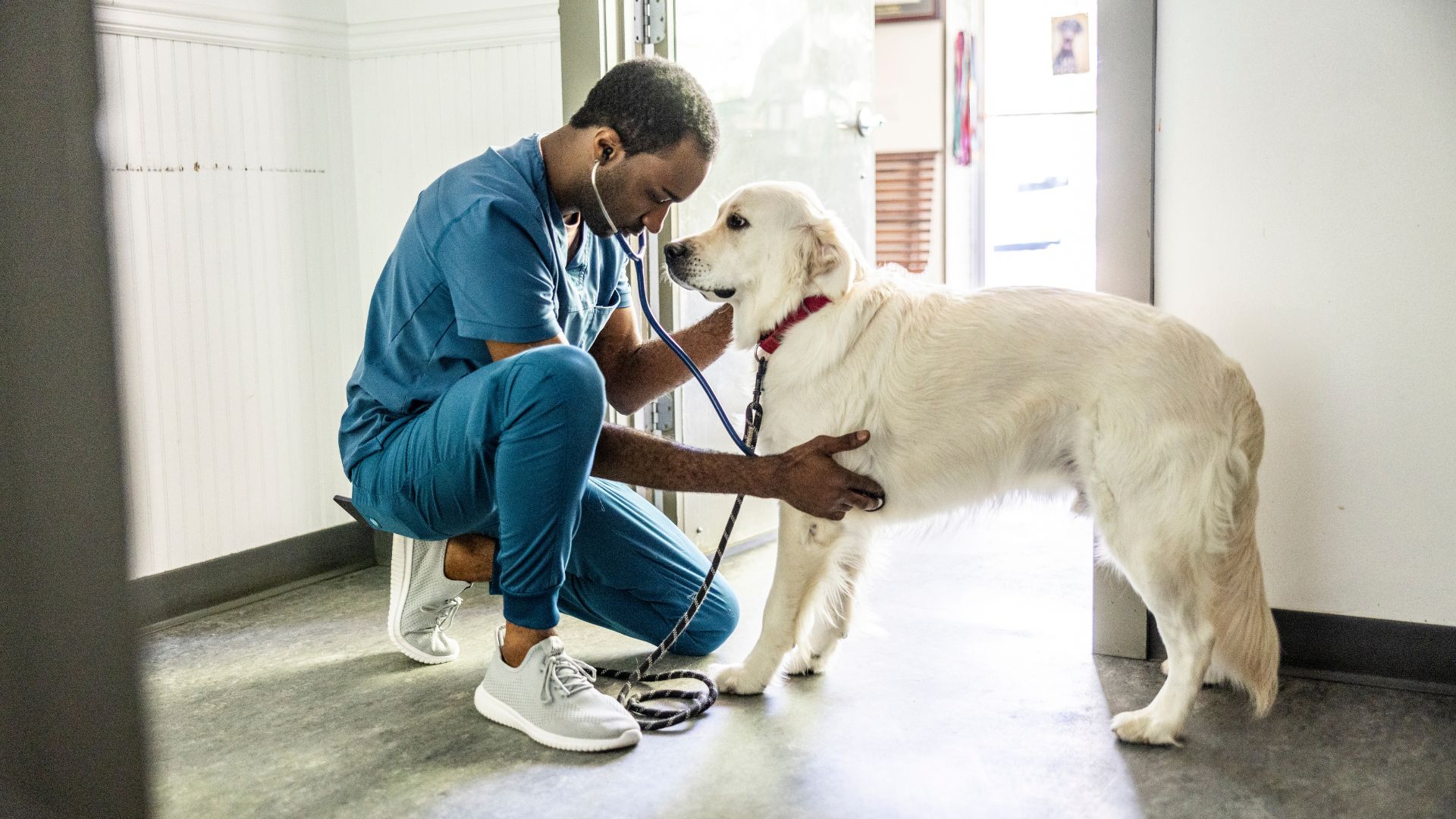 Vet checking over a dog