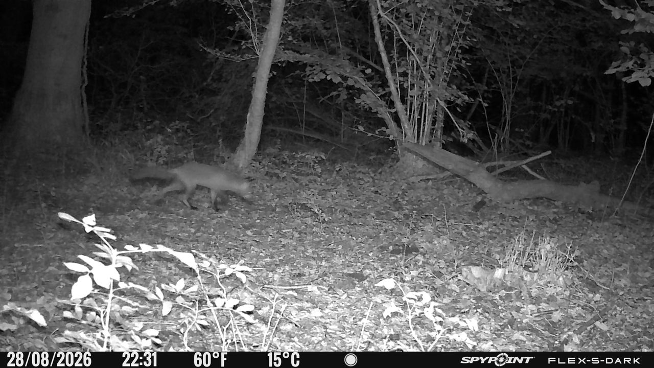 Nighttime images from the Spypoint FLEX-S-Dark trail camera