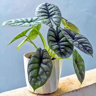 High angle view of an Alocasia Dragon Scale plant in a white pot on a ledge