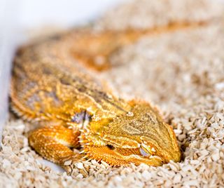 An Australian dragon sleeping.