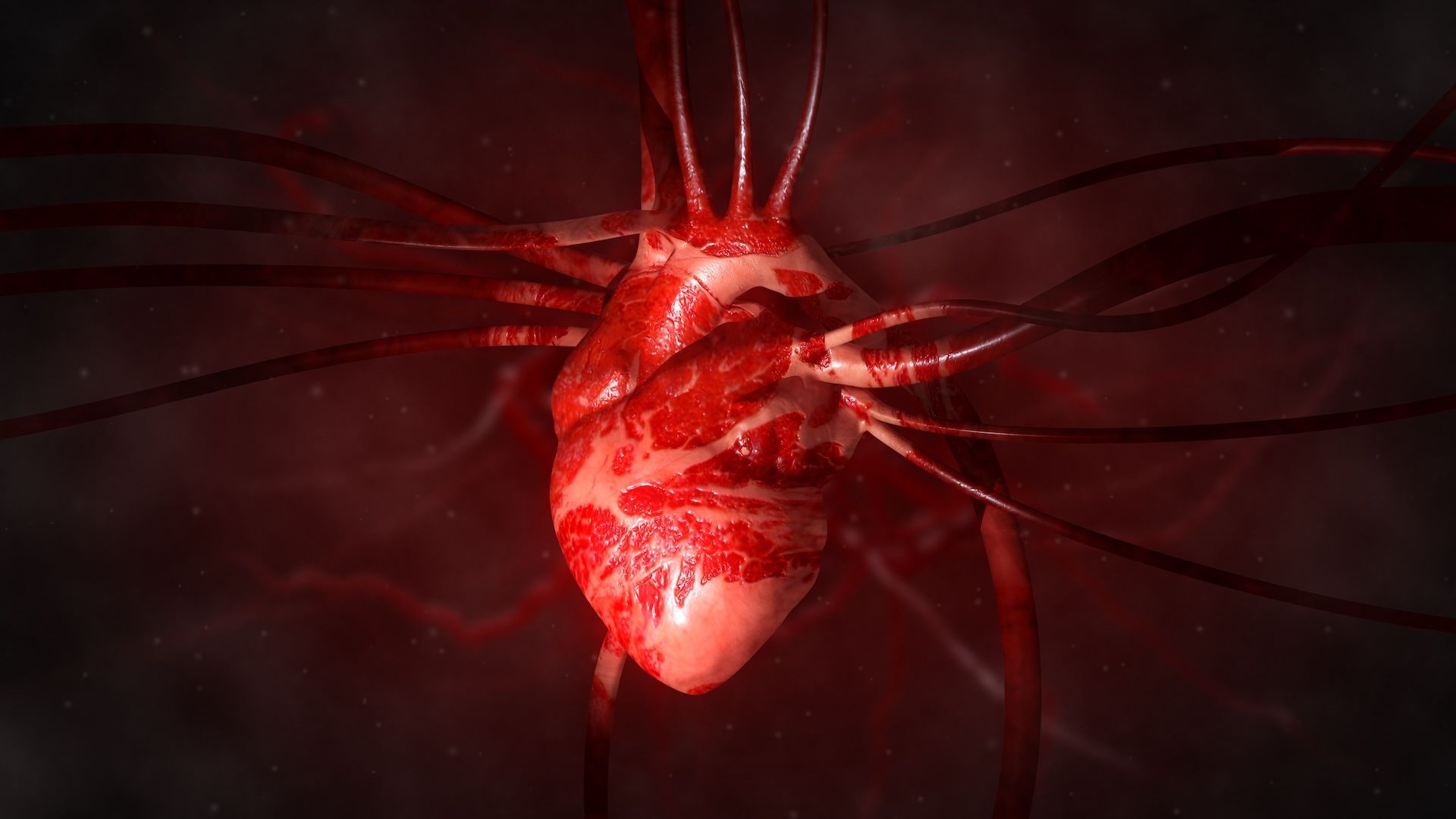 A single injection of mRNA-like treatment could help heart muscle heal after a heart attack in mice and pigs. Could it work in humans too? A single injection of mRNA-like treatment could help heart muscle heal after a heart attack in mice and pigs. Could it work in humans too?