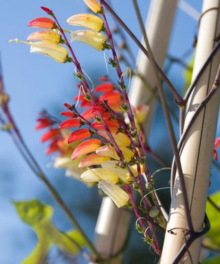 Ipomoea lobata, also known as Spanish flag plant