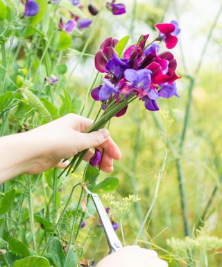 a person cutting sweet peas with scissors in the garden