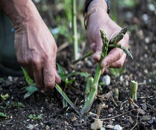 Close up of a man harvesting asparagus spears