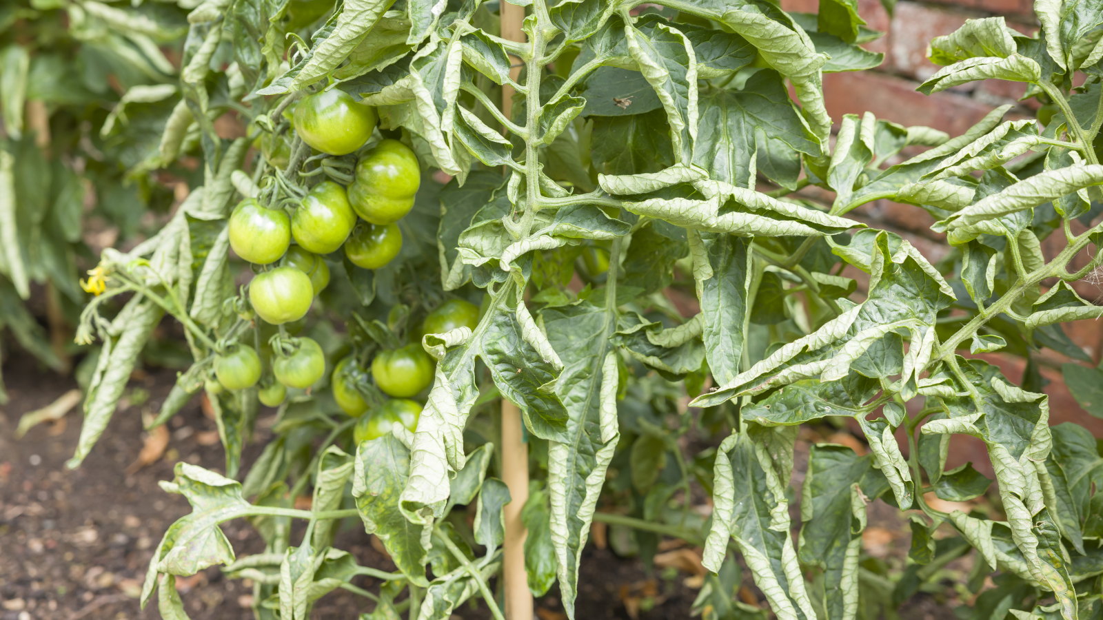 curled leaves on a tomato plant alongside green fruits