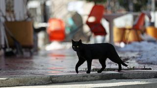 Black cat out on street