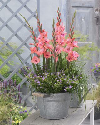 Pink gladioli in container