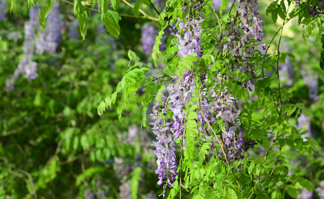 wisteria