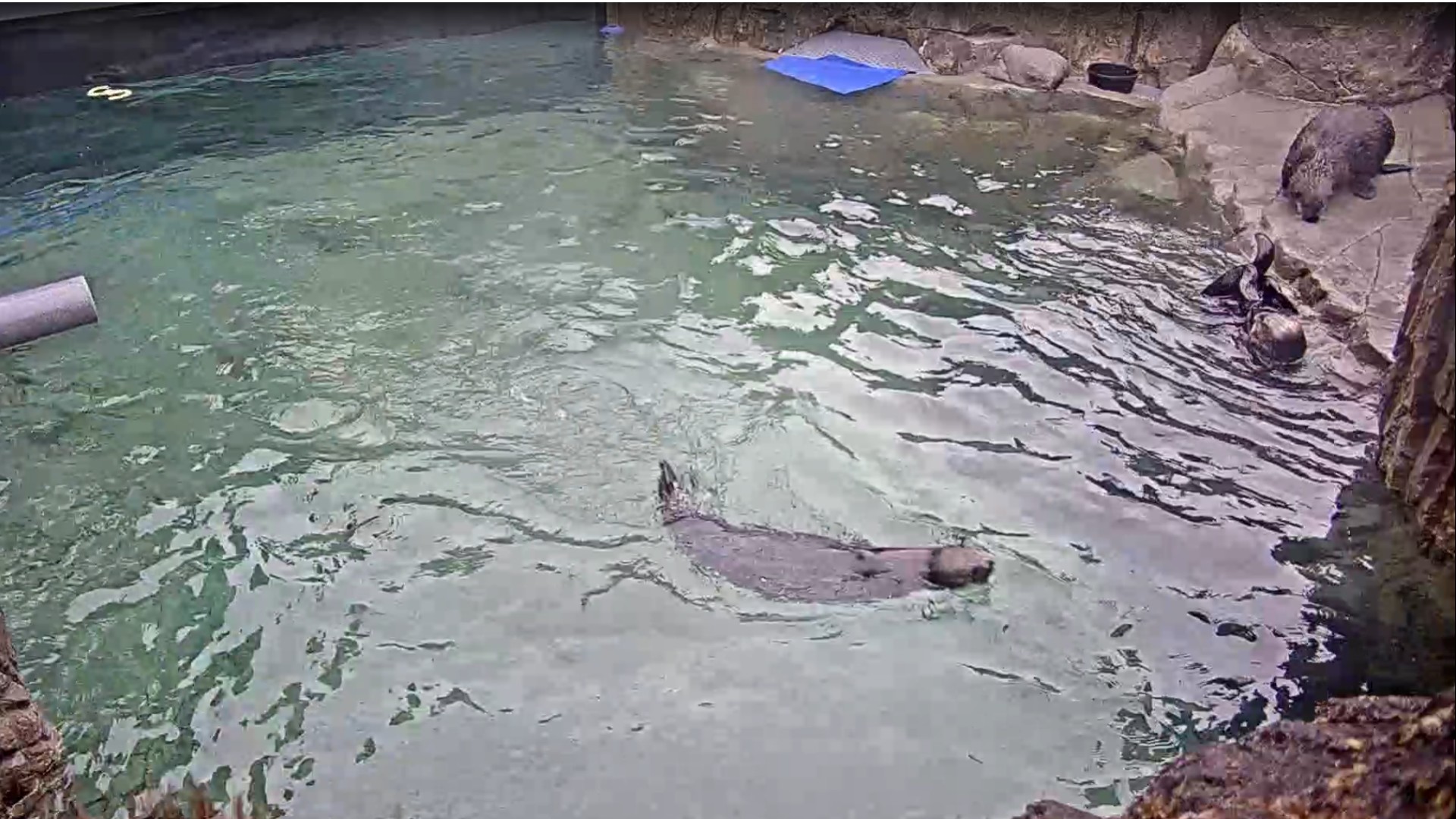 Three otters in their enclosure