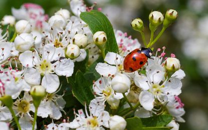 Ladybug on a flower