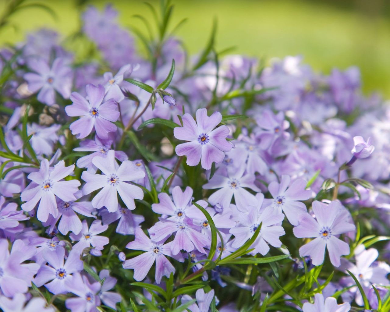 Best alpine plants: 16 types for borders, pots and rockeries | Gardeningetc