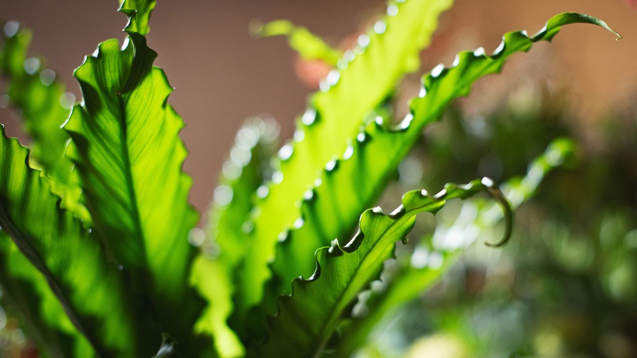 Asplenium fern with curling green foliage in a garden