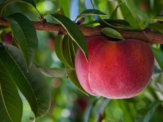 peach tree with fruit