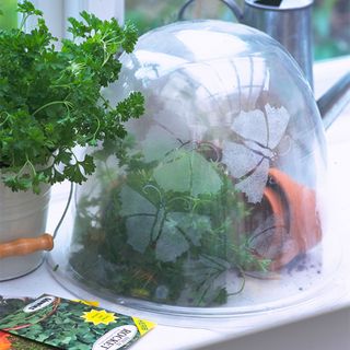 greenhouse diy plant and glass cloche