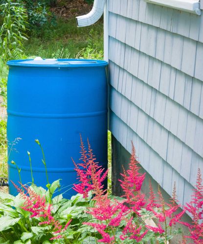 5 rain barrel problems and solutions | Homes & Gardens