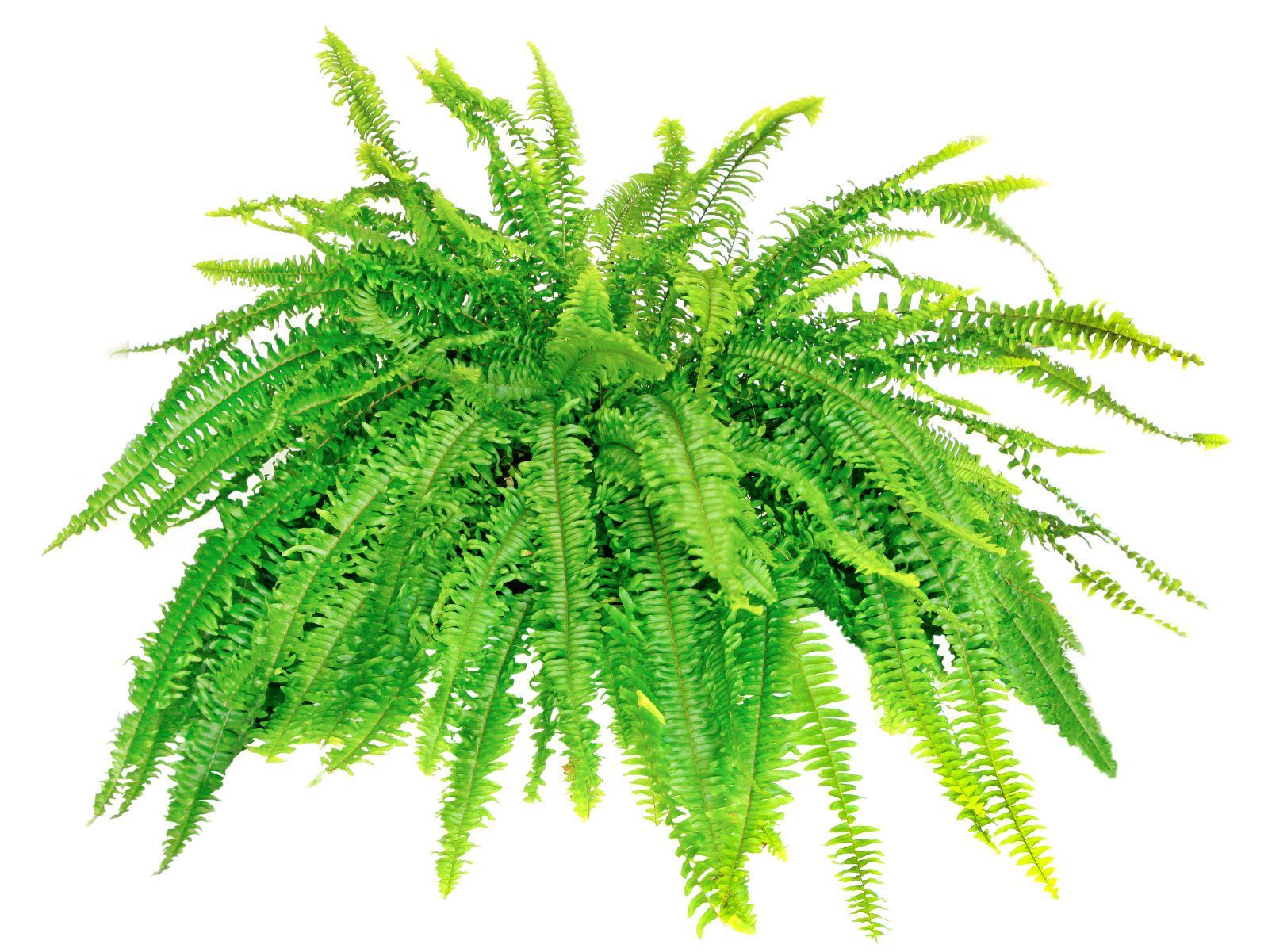 Repotting Boston Fern Plants - When And How To Repot A Boston Fern