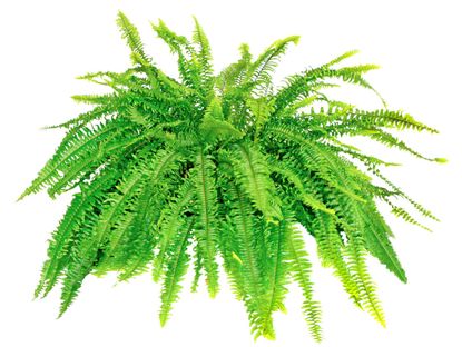 Green Boston Fern