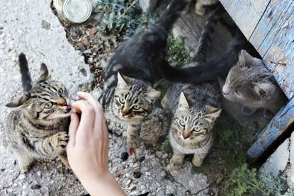 Man refused to pay fine for feeding stray cats and was sent to jail
