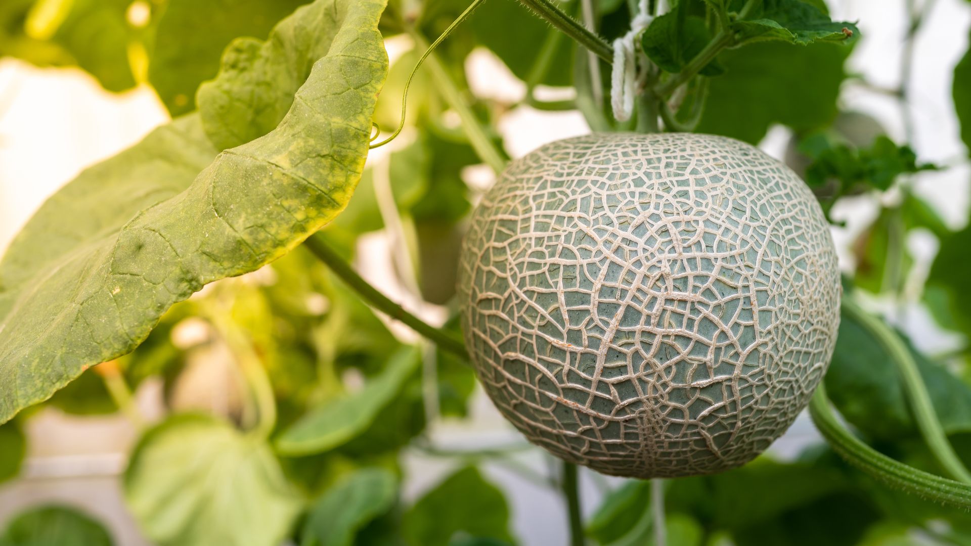 picture of cantaloupe plants