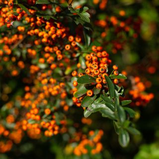 Pyracantha red berries and leaves in garden