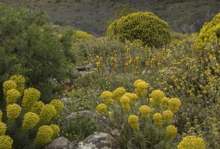 wild flowers bob gibbons