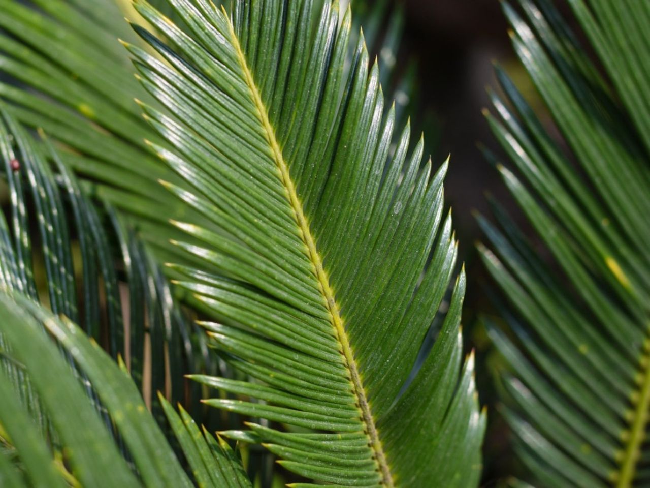 Curling Tips On Sago Palms