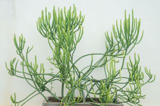 A pencil cactus plant in an indoor planter