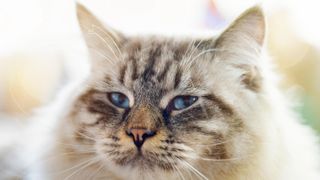 Ragamuffin cat close up