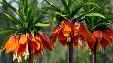 Orange crown imperial flowers in a sunny spring garden border