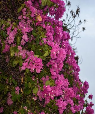 Purple flowers on climbing plant